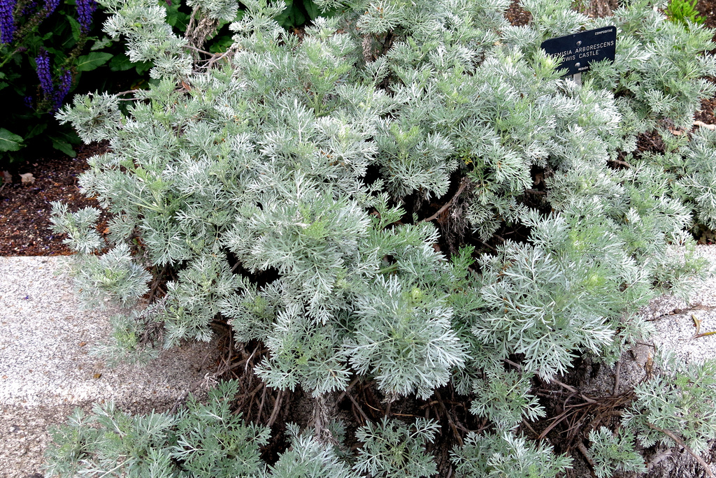 Artemisia arborescens